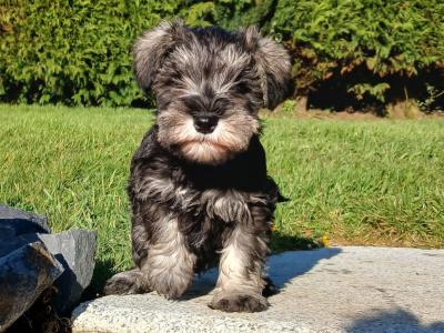 IKC Registered Miniature Schnauzer puppies in Cavan
