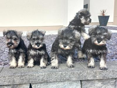 IKC Registered Miniature Schnauzer puppies in Cavan
