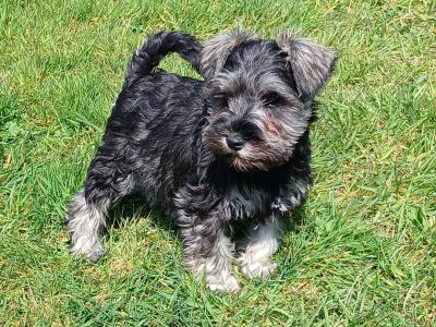 IKC Registered Miniature Schnauzer puppies in Cavan