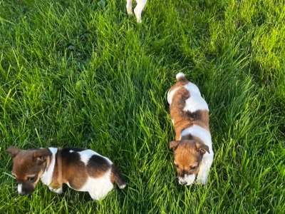 Jack Russells call for info