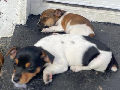 Jack Russells call for info
