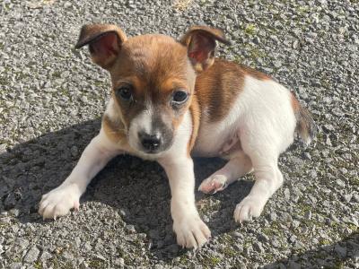 Jack Russells call for info