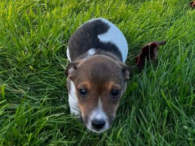 Jack Russells call for info