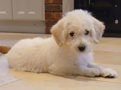 F2 Labradoodle puppies in Down