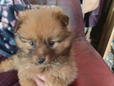 Female Pomeranian puppy in Mayo