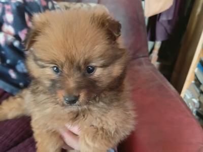 Female Pomeranian puppy in Mayo