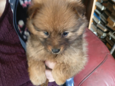 Female Pomeranian puppy in Mayo