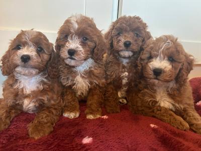 Cavapoochon puppies in Wexford