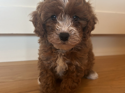 Cavapoochon puppies in Wexford