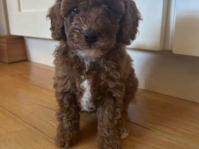 Cavapoochon puppies in Wexford