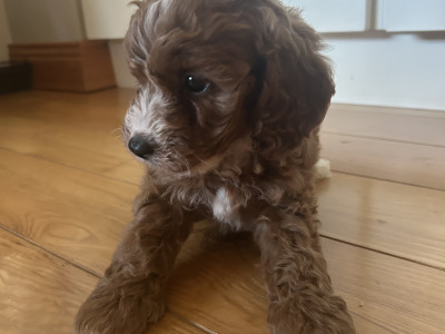 Cavapoochon puppies in Wexford