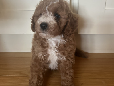 Cavapoochon puppies in Wexford