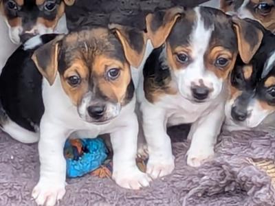 Jack Russell puppies in Galway