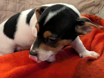Jack Russell puppies in Galway