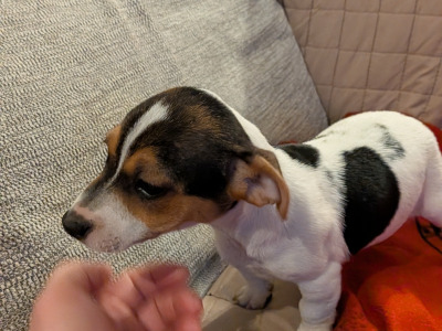 Jack Russell puppies in Galway