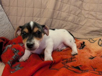 Jack Russell puppies in Galway
