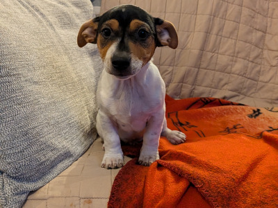 Jack Russell puppies in Galway