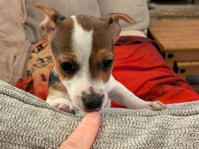 Jack Russell puppies in Galway