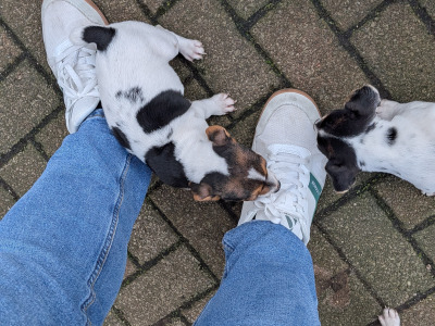 Jack Russell puppies in Galway
