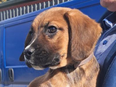 1 male Boxer x Border Collie puppy left in Offaly