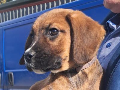 Male Boxer x Border Collie in Offaly is still available 4/10