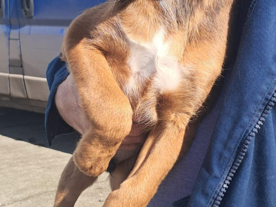1 male Boxer x border collie puppy left in Offaly