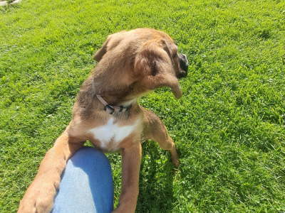 Male Boxer x Border Collie in Offaly is still available 7/10