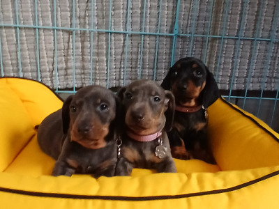 Miniature Dachshund puppies