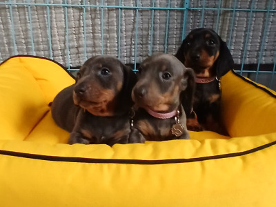 Miniature Dachshund puppies