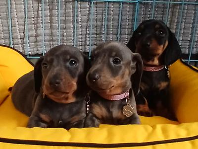 Miniature Dachshund puppies