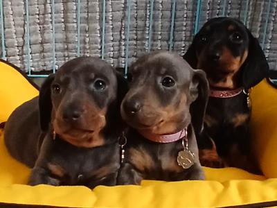 Miniature Dachshund puppies in Dublin