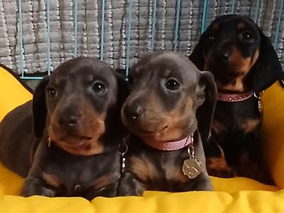 Miniature Dachshund puppies in Dublin