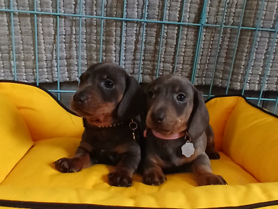 Miniature Dachshund puppies