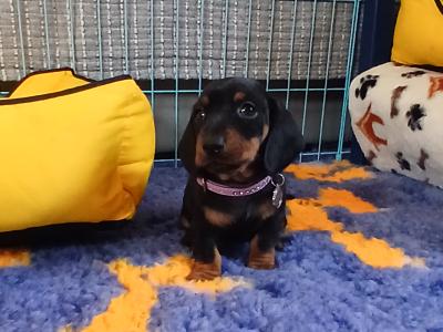 Miniature Dachshund puppies in Dublin