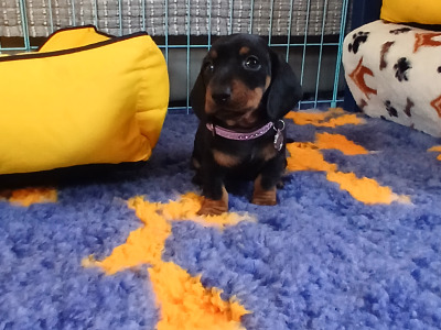 Miniature Dachshund puppies
