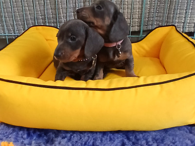 Miniature Dachshund puppies