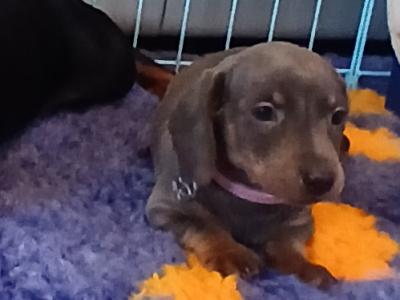 Miniature Dachshund puppies in Dublin