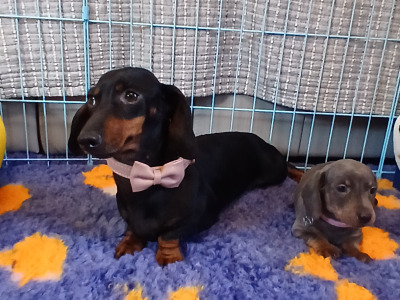 Miniature Dachshund puppies