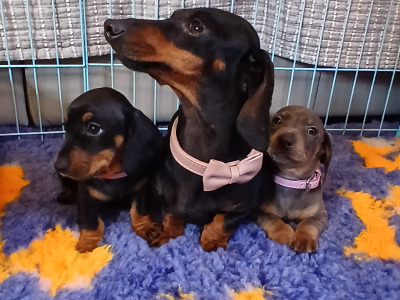 Miniature Dachshund puppies