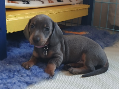Miniature Dachshund puppies