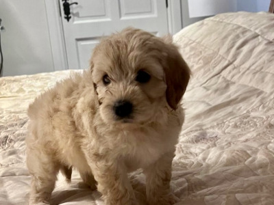 Beautiful Cockapoo puppies for sale in Kerry