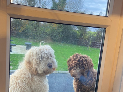 Beautiful Cockapoo puppies for sale in Kerry