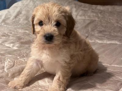 Beautiful Cockapoo puppies for sale in Kerry