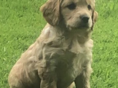 Beautiful Cockapoo puppies for sale in Kerry