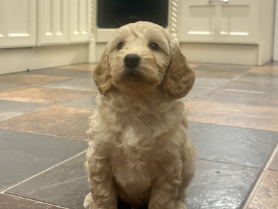 Beautiful Cockapoo puppies for sale in Kerry