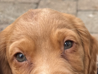IKC Registered (pending) Cocker Spaniel puppies available in Carlow