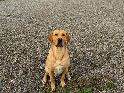 Golden Labrador for stud