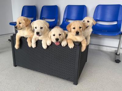 Golden Labrador for stud