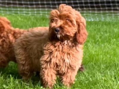 Cockapoo puppies 🐶 in Wicklow