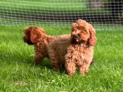 Cockapoo Puppies🐶 in Wicklow